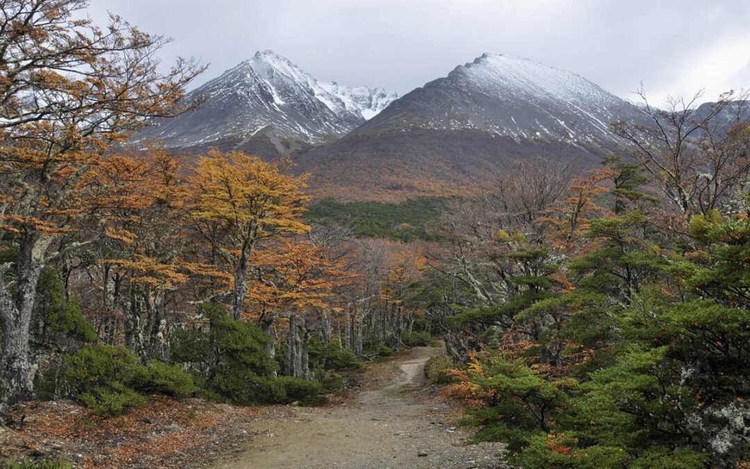 BOSQUES: Impulsarán participación de pueblos originarios fueguinos