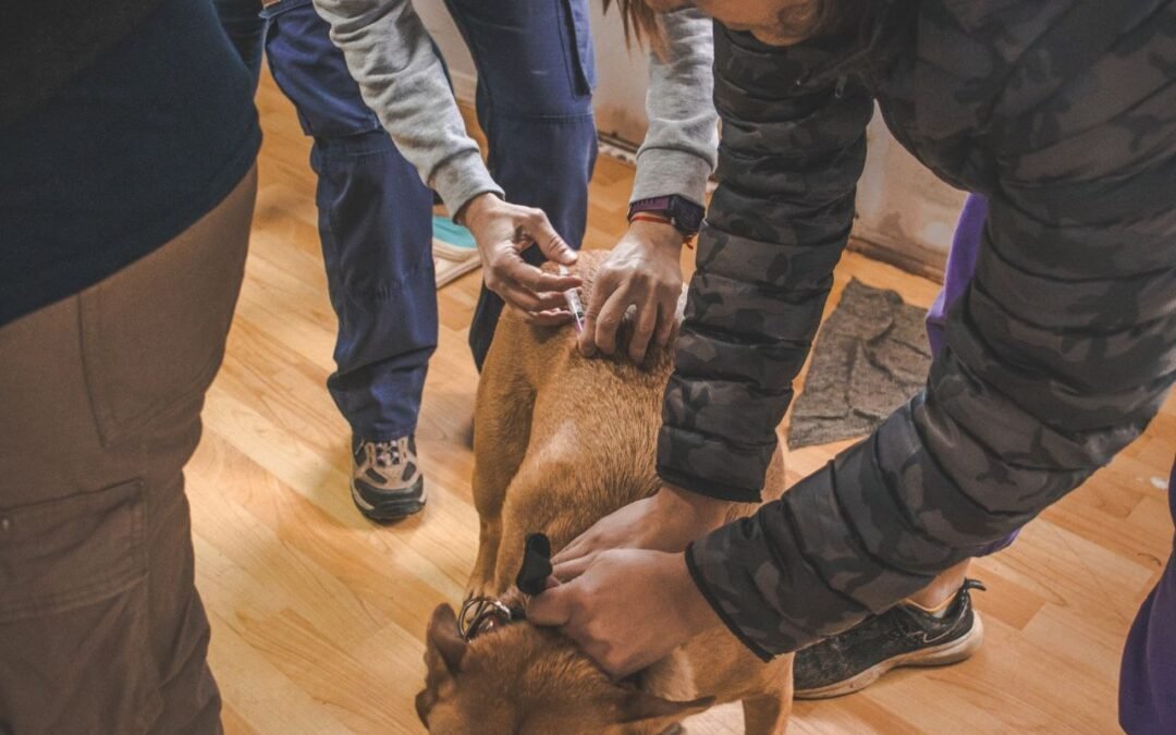 Zoonosis: El Quirófano Móvil municipal atenderá hasta el viernes en la Casa Beban