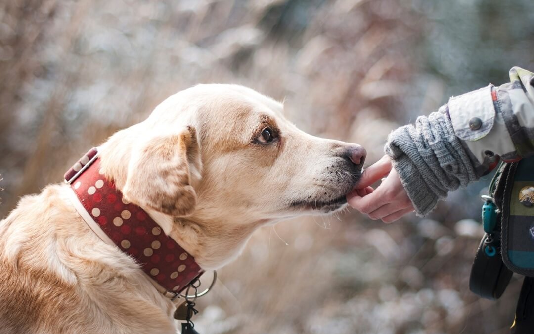 Ushuaia: Ya se puede consultar sobre mascotas en adopción en la página de Zoonosis