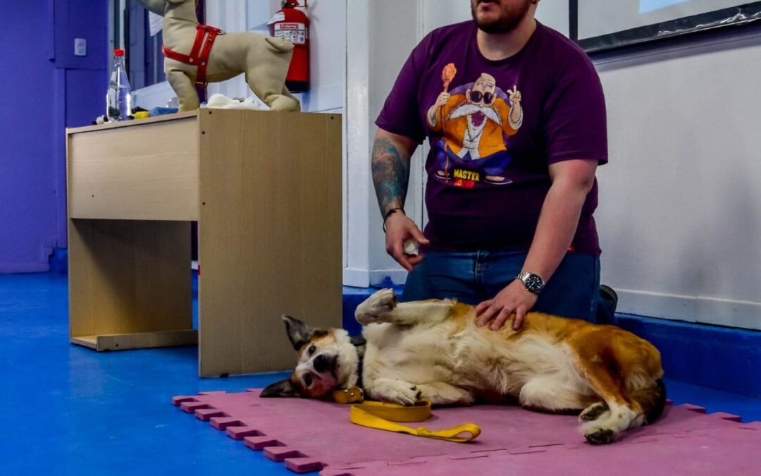 Realizarón la 1′ certificación en primeros auxilios y RCP en perros y gatos