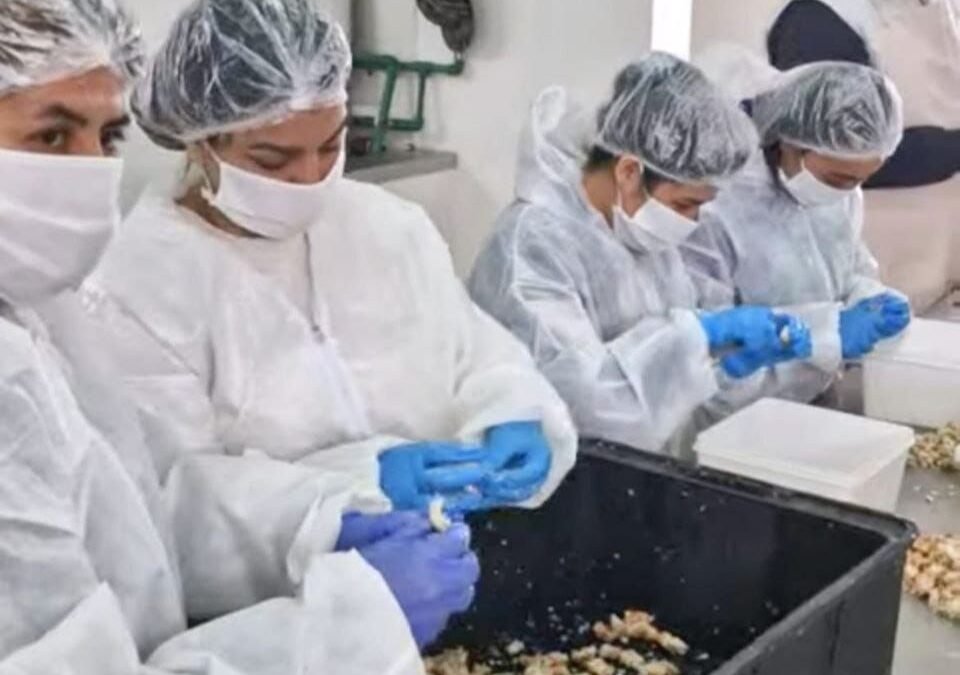 Plantas de faena y procesadora: impulso a la producción local