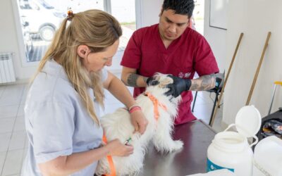 Mascotas: Se realizará una jornada de vacunación antirrábica, desparasitación y chipeo