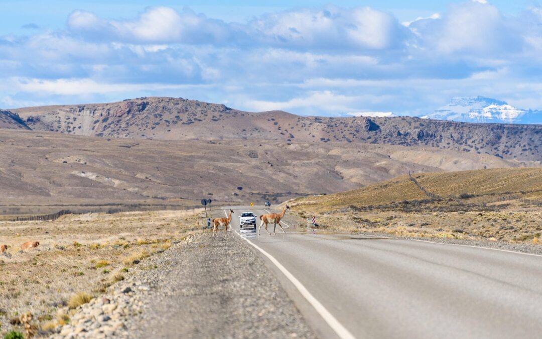 Alertan sobre gran cantidad de guanacos en la Ruta 3 y piden circular con precaución