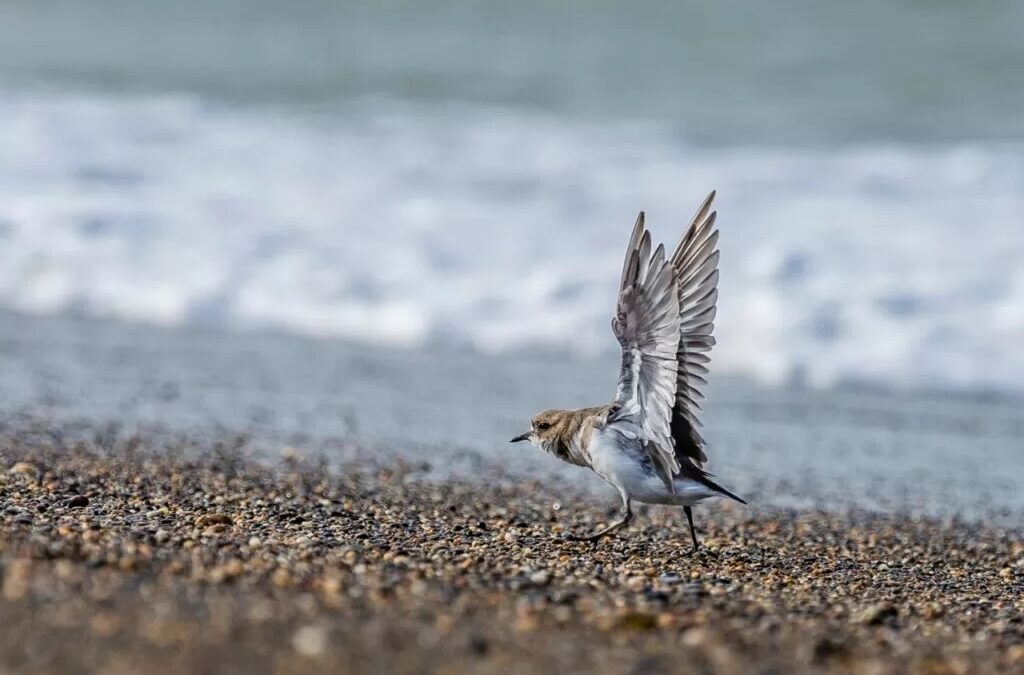 Realizarán jornada de despedida de las aves playeras migratorias