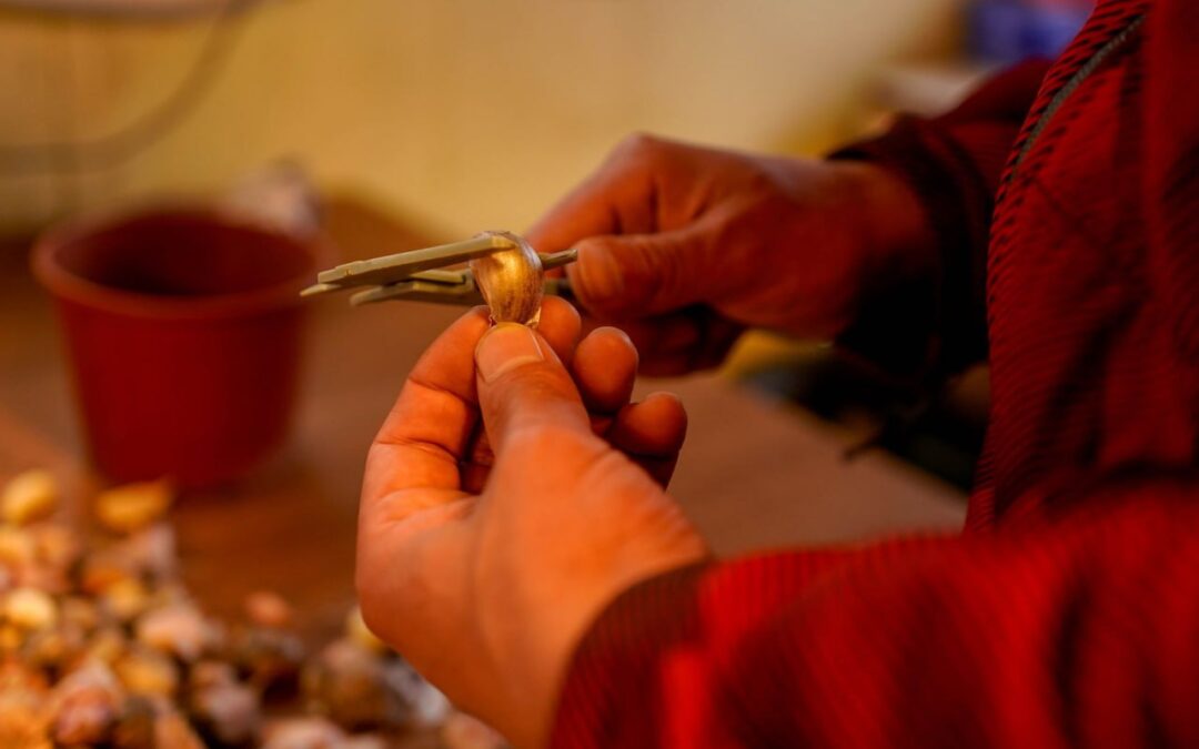 Desarrollan cultivo local de ajo violeta