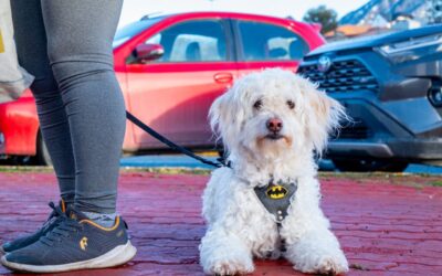 Se realizó jornada por el Día del Animal en Ushuaia
