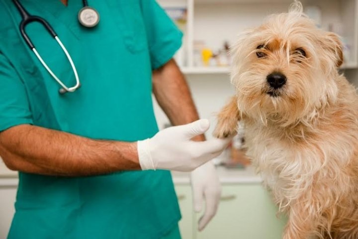 Exigen cumplimiento de guardias veterinarias en Río Grande