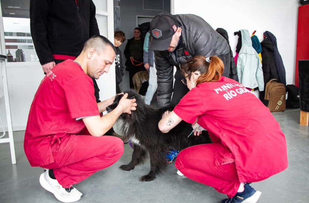 El Municipio de Río Grande realizó una nueva jornada de vacunación antirrábica