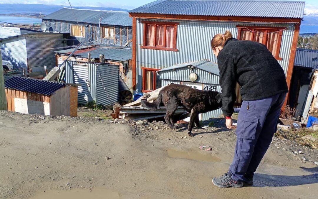 Control animalZoonosis municipal realizó un operativo territorial en el barrio El Escondido