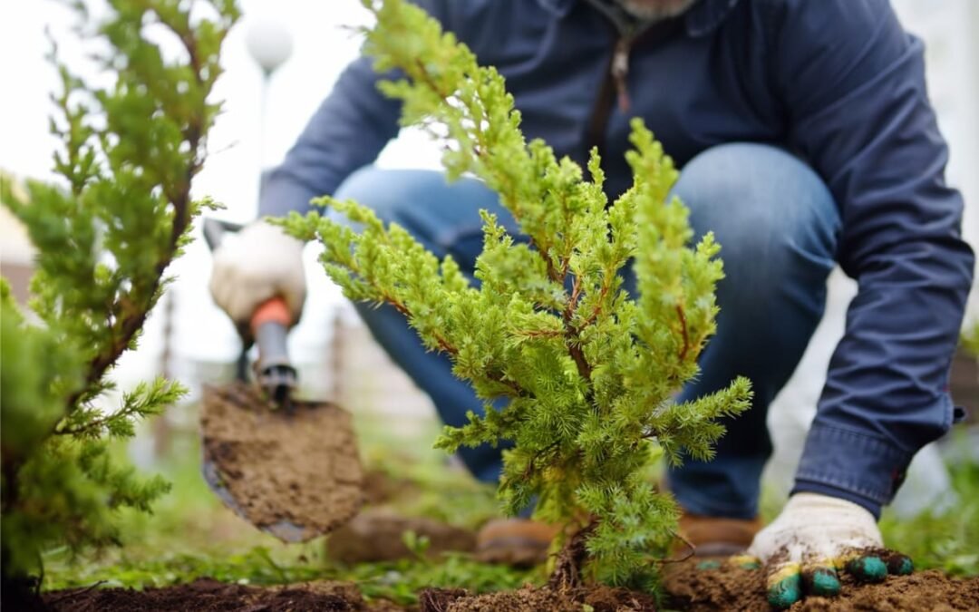Continúa la bonificación de impuestos por plantar árboles en veredas