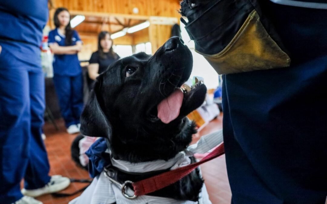 Abren la preinscripción para el Dispositivo de Terapia Asistida con Perros 2026