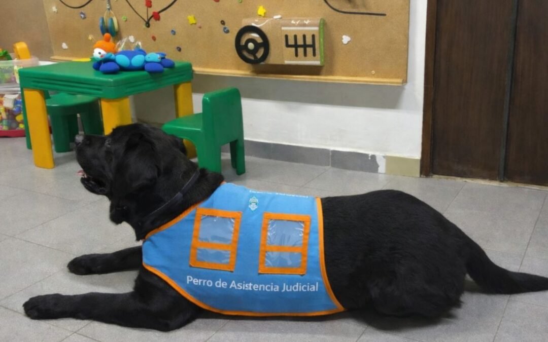 Justicia y niñezEvalúan incorporar perros de asistencia judicial en el fuero de Familia