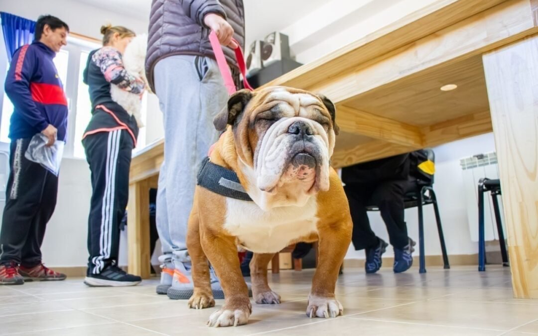 Río Grande: Municipio brindó recomendaciones para prevenir el moquillo canino