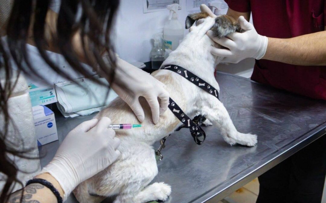 El Municipio de Río Grande realizará una nueva jornada de cuidados para mascotas