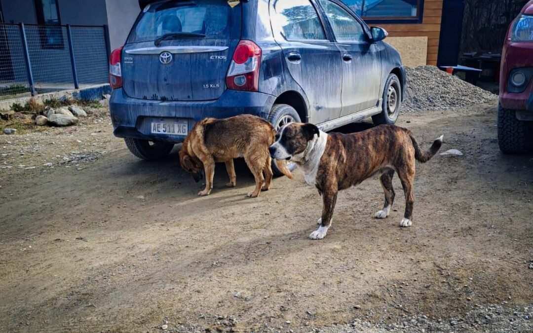 MASCOTASLa Municipalidad labró 40 actas por infracciones a la normativa sobre tenencia responsable