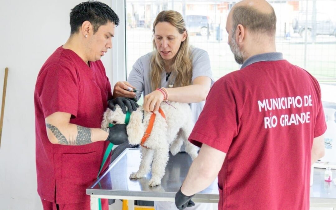 El Municipio realizará una nueva jornada de vacunación y adopción de mascotas